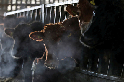 Picture: Европу пристыдили за «грязный» скот
