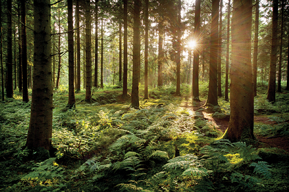 picture: Миллионеру запретили портить лес «выдающейся красоты»
