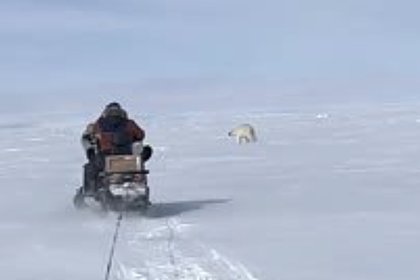 picture: Сопровождающего россиян на снегоходе белого медведя сняли на видео