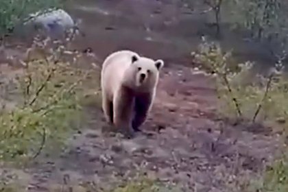 picture: Россияне заметили прогуливавшегося вдоль трассы медведя и сняли его на видео