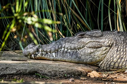 picture: Ученые впервые зафиксировали непорочное зачатие у крокодила