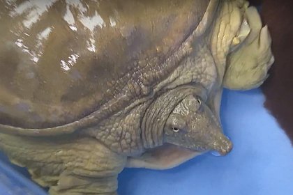 picture: Спасенной краснокнижной черепахе в Приморье нашли новый дом