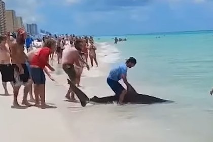 picture: Рыбак оседлал двухметровую акулу и попал на видео