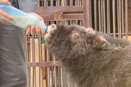 picture: В России выходили найденного в тундре детеныша овцебыка и сняли его на видео