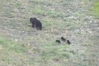 picture: Медведицу с тремя медвежатами заметили и сняли на видео в российском нацпарке