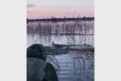 Picture: Россиянин спасал зайцев в стиле деда Мазая и попал на видео