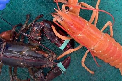 Picture: Рыбаки выловили редкого оранжевого омара и не стали его есть