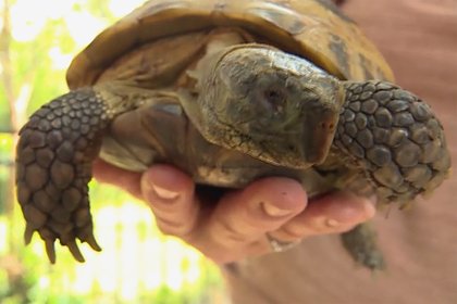 Picture: Сбежавшая черепаха нашлась через девять месяцев в том же районе