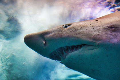Picture: Океанолог назвал главный миф про нападение акул