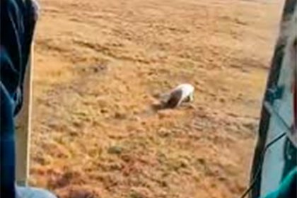 Picture: Погоня на вертолете за перепугавшим россиян белым медведем попала на видео