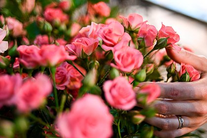 Picture: Дачникам назвали способ сохранить розы зимой