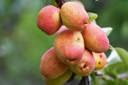 Picture: Дачников научили готовить яблони и груши к зиме