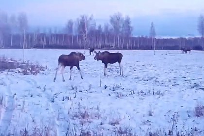 picture: «Танцующие» лоси на российском поле попали на видео