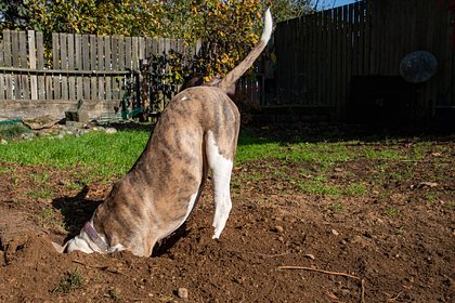 Picture: Собака выкопала загадочный снаряд во дворе дома