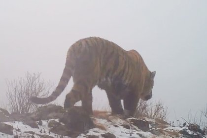 Picture: В России заметили грустящего под дождем тигра