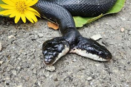 Picture: Двухголовой змее сделали операцию из-за опасений за ее здоровье