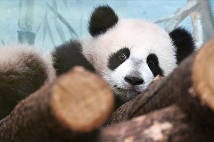Picture: В Московском зоопарке назвали срок возвращения панды Катюши в Китай