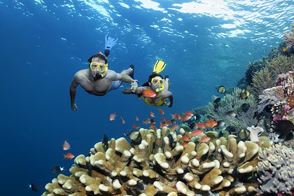 Picture: Большой Барьерный риф пострадал от рекордного обесцвечивания кораллов