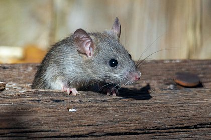 Picture: Российская пенсионерка развела в квартире полчища крыс