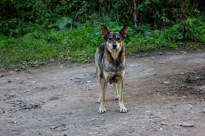 Picture: В российском регионе захотели отправлять бездомных собак в зону СВО