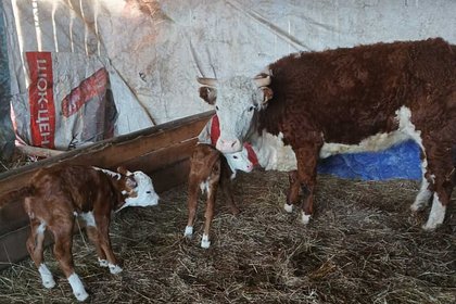Picture: Корова в российском регионе родила Зиту и Гиту