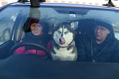 Picture: Россияне рассказали о главных проблемах путешествий с животными