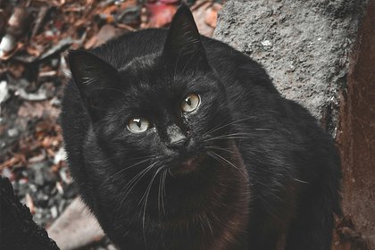 Picture: На Сахалине заметили самостоятельно проверяющего здоровье бездомного кота