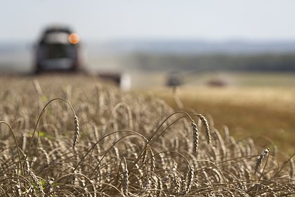 Picture: В России утвердили дополнительную тарифную квоту на вывоз зерновых