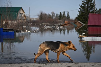 Picture: В российском регионе заявили о возобновлении роста уровня воды