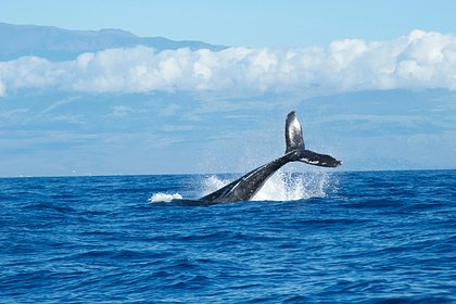 Picture: Семью китов у берега Териберки сняли на видео с близкого расстояния