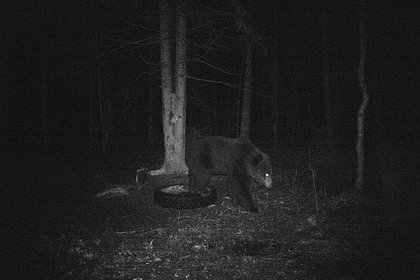 Picture: В российском регионе заметили редкого медведя