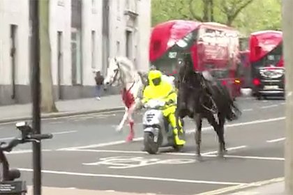 Picture: Лошади из кавалерии Карла III устроили кровавый побег в центре Лондона