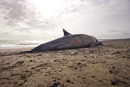 Picture: На берегу нашли дельфина с пулей в сердце