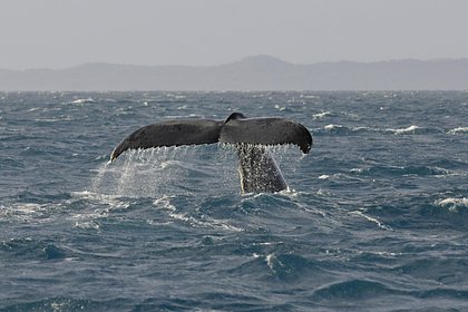 picture: Гигантского морского зверя заметили возле российского побережья и сняли на видео