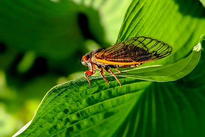 Picture: Редчайшее нашествие миллиардов насекомых напугало жителей США