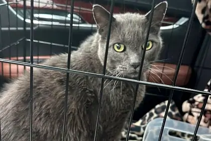 Picture: Cбежавшего кота нашли спустя пять лет в двух тысячах километров от дома