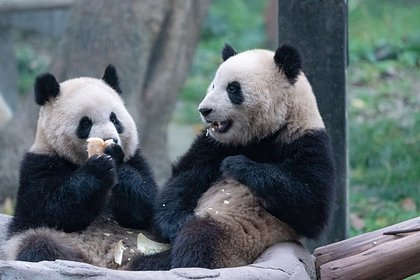 Picture: Нападение агрессивных панд на смотрительницу зоопарка попало на видео