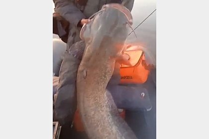 picture: Россиянин неожиданно поймал огромную рыбу и снял ее на видео