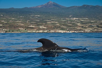 Picture: 160 черных дельфинов выбросились на пляж в одной стране