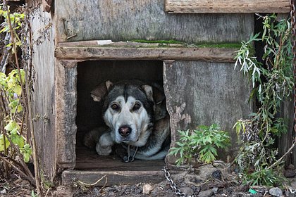Picture: Россиянин выгнал собаку из будки и пытался спрятаться там от силовиков