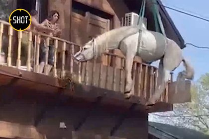Picture: Россияне заметили «летающего» коня и засняли его на видео