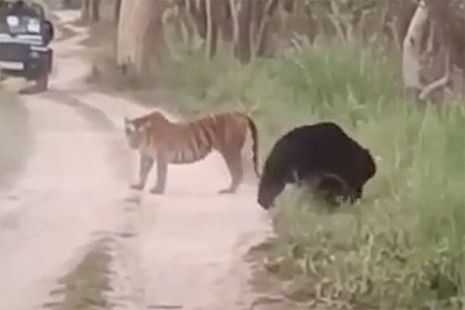 Picture: Редчайшая схватка медведя с тигрицей на дороге перед машинами попала на видео