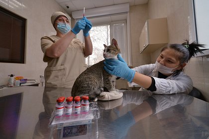 Picture: В России выросло производство ветеринарных препаратов