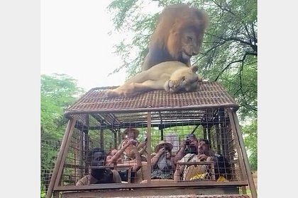 Picture: Лев и львица предались утехам на крыше машины с туристами