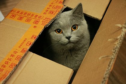 Picture: Кошка залезла в картонную коробку и случайно стала посылкой