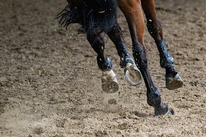 Picture: Неизвестный открыл стрельбу по лошадям на конюшне в российском регионе