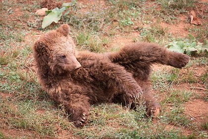 Picture: В Новосибирской области спасли медвежонка-девочку