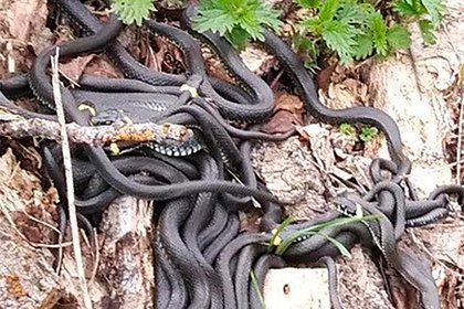 Picture: Россиянин обнаружил гигантский клубок змей