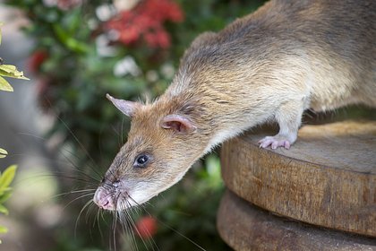 Picture: Гигантские африканские крысы захватили остров в США