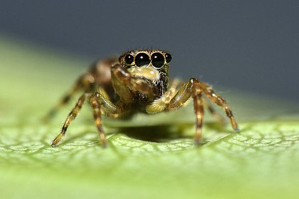 Picture: В Великобритании размножились мохнатые прыгающие пауки-иммигранты